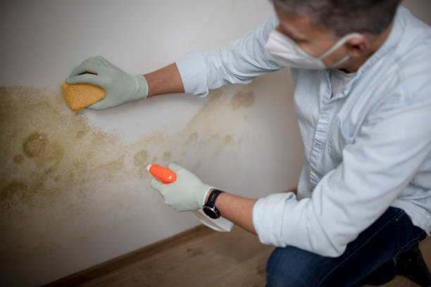 Best Professional Mold Removal  in Malaga, NJ