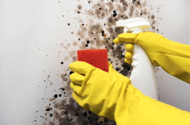 Best Certified Mold Removal  in Malaga, NJ