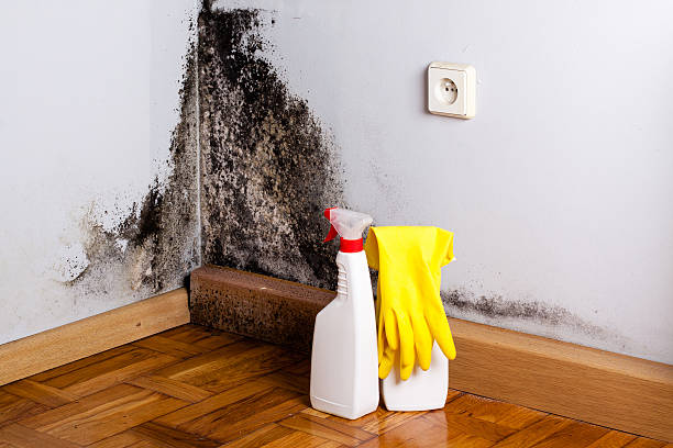 Best Toxic Mold Removal  in Malaga, NJ