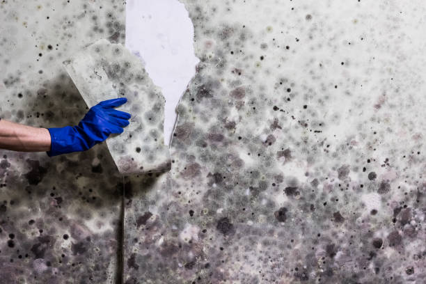 Best Emergency Mold Removal  in Malaga, NJ